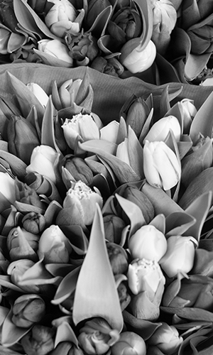 dca-holland-tulips